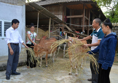 Nhiều hộ dân Thạch Lương được hỗ trợ con giống chăn nuôi hiệu quả.